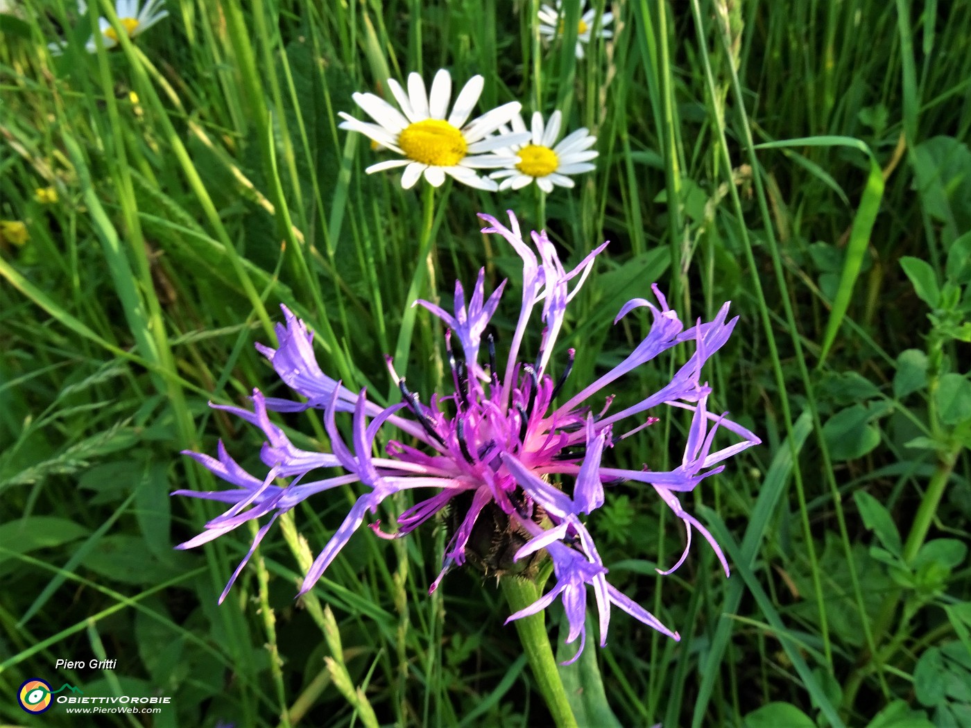 11 Leucanthemum vulgare (Margherita comune) con Centaurea triumfettii  (Fiordaliso di Tronfetti) .JPG